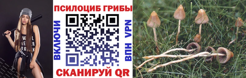ОМГ ОМГ ссылка Барыш Псилоцибиновые грибы Psilocybine cubensis сколько стоит